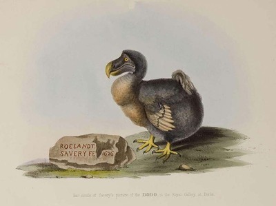 16367
<br/>
The Dodo and its kindred; or the history, affinities and osteology of the Dodo, Solitaire, and other extinct birds of the islands Mauritius, Rodriguez, and Bourbon.
<br/>
<em></em>